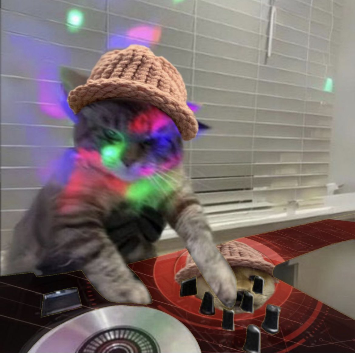 J_Trades (🐱🪩🕺) tweet media