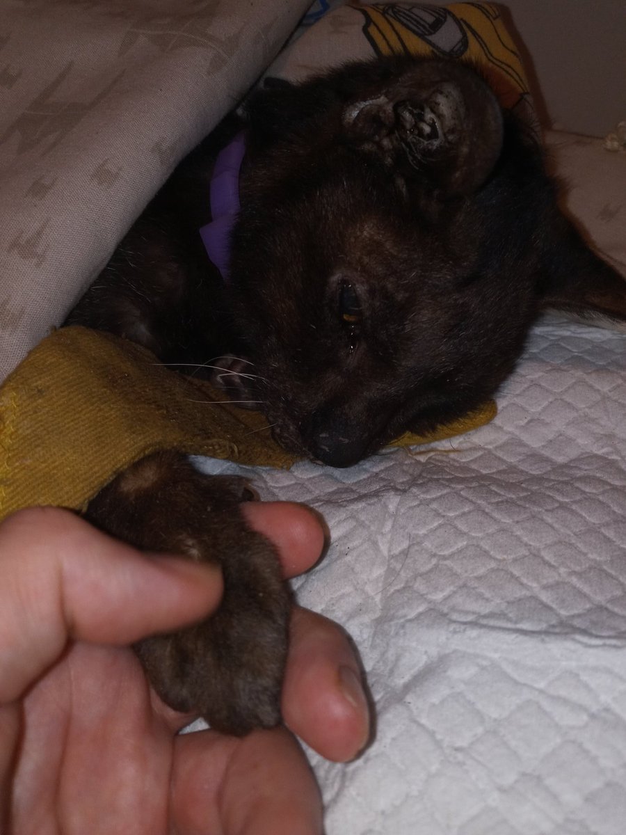 WEIRD DUCK SEASON ENJOYER 🦆 tweet media