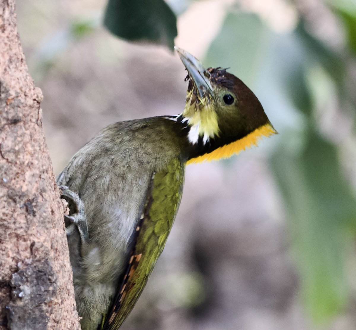 Greater Yellow Nape..  A male specimen 
#IndiAves 
#TwitterNatureCommunity #birds #birdwatching #NaturePhotography #BBCWildlifePOTD #BirdsSeenIn2024 #BirdsOfTwitter
