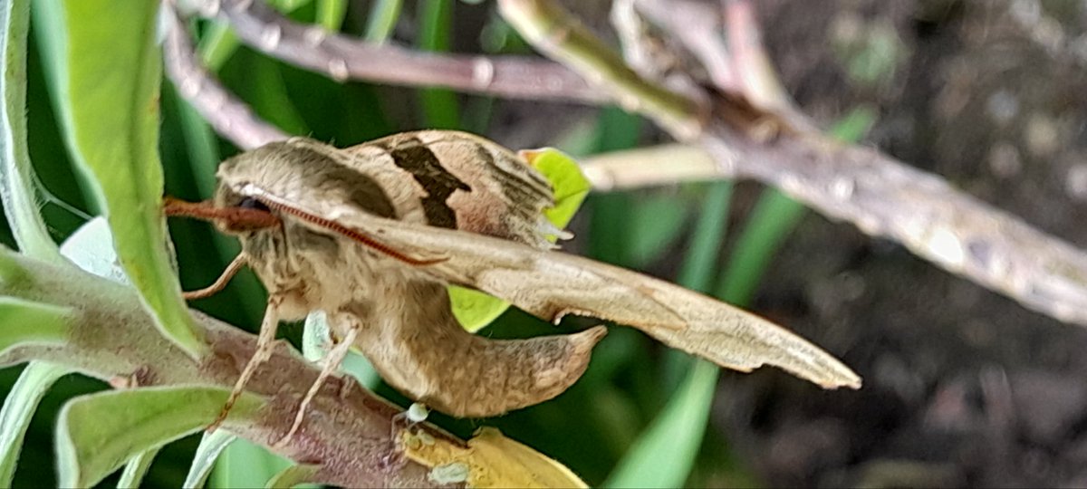 Three species of hawk-moth in the trap was a surprise, it's only mid May! From top - Lime, Poplar and Eyed. Also, earliest-ever date (by 8 days) for Eyed since my first here in 1985! Ripon, VC64 @DoubleKidney @RannochSprawler @CelinaEPearson @BC_Yorkshire @V_R_BirdSpot