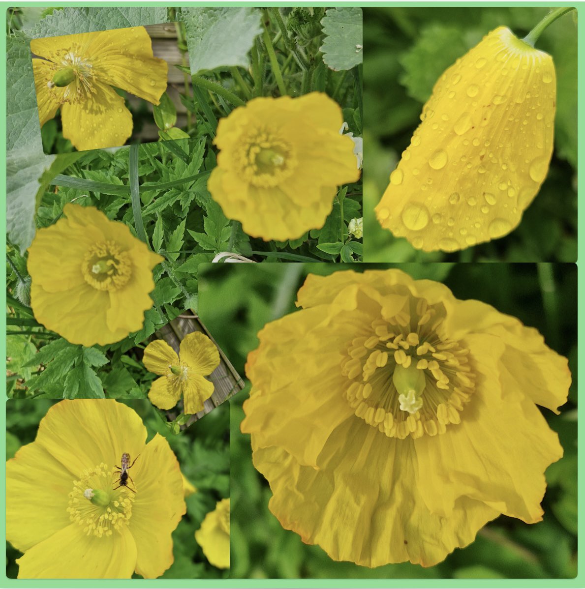 #GoodMorningTwitterfriends it’s a misty looking morning so put together some lovely #sunshineYellow #welshpoppies for #SundayYellow #SevenOnSunday Have a lovely day🥰