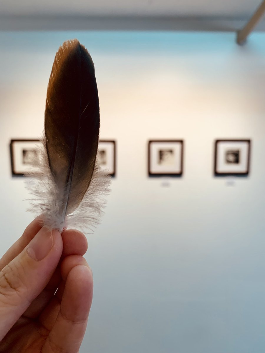 ギャラリー玄関前に羽根が落ちていました🪶
ふわふわでかわいいです🕊