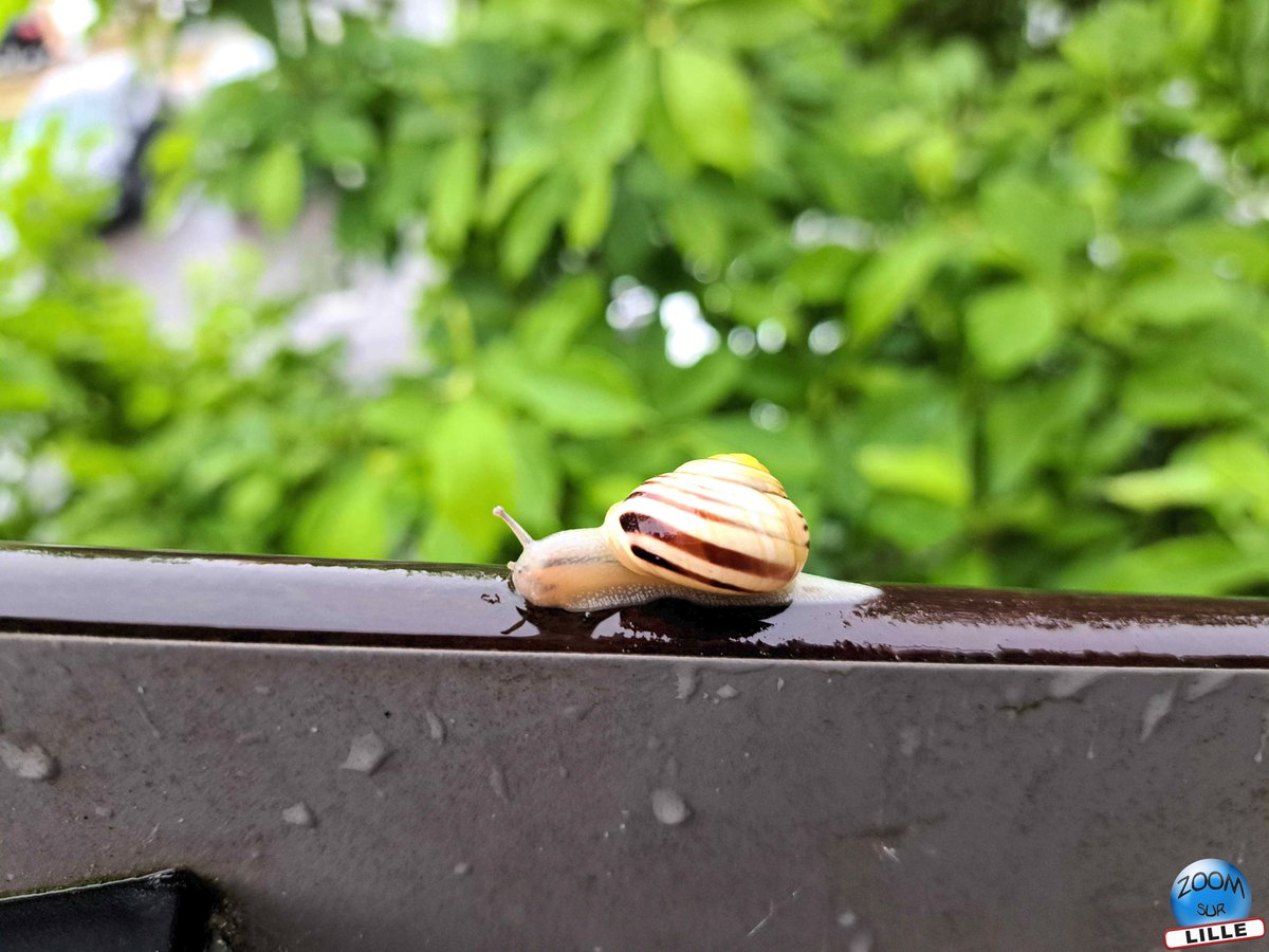 🐌 [Photo de la semaine] 🐌 Il pleuvait, l'escargot était de sortie !