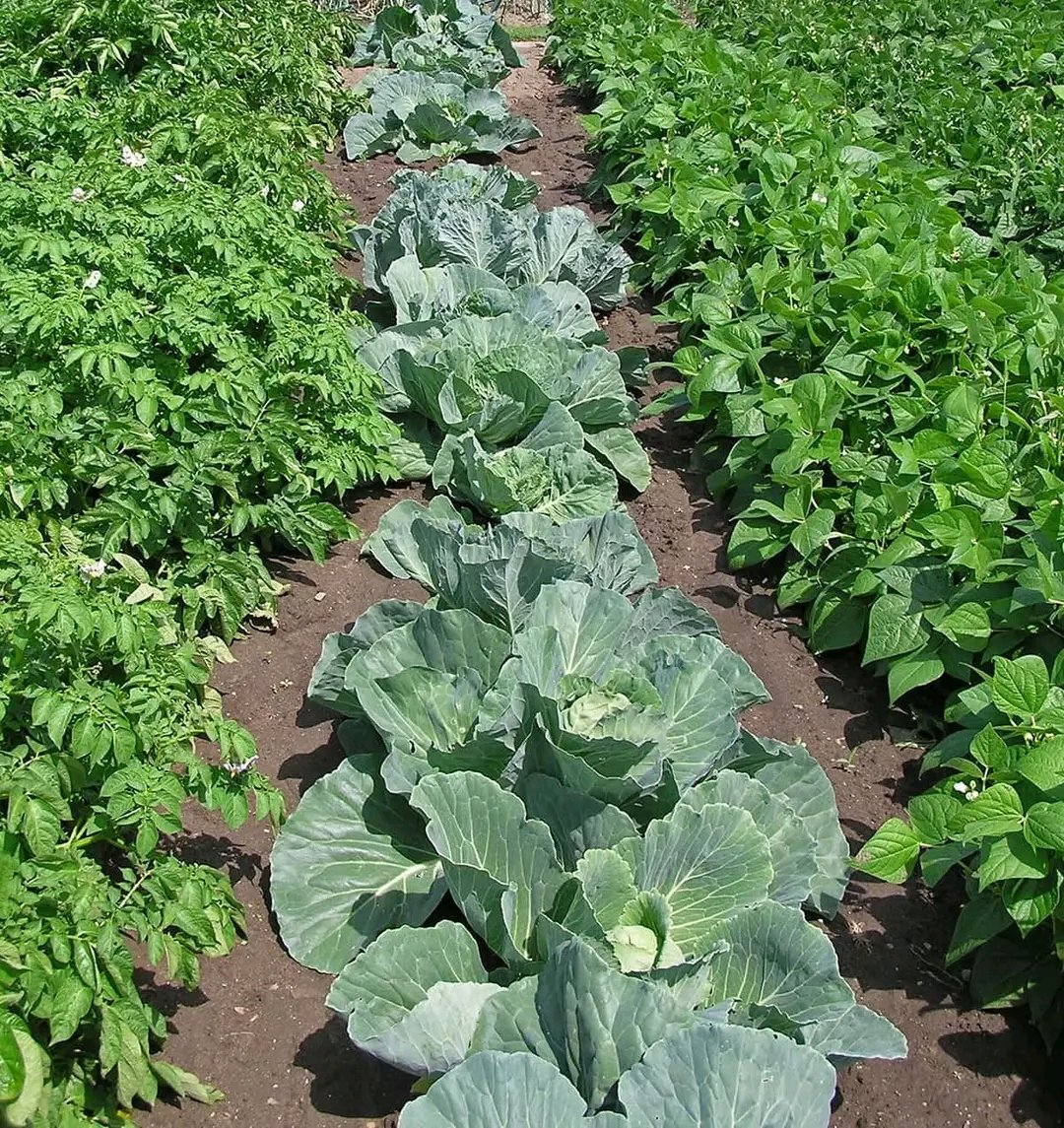 COMPANION PLANTS FOR CABBAGE

- BEETS: Plant beets alongside cabbage; they get along well.

- PEAS: Peas are good companions for cabbage.

- BORAGE: Borage attracts beneficial insects and can be planted near cabbage.

- LETTUCE: Lettuce and cabbage can coexist harmoniously.

-