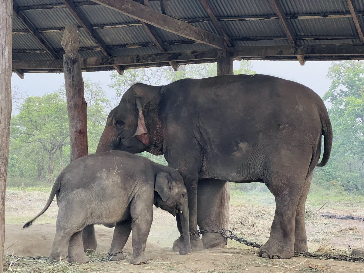 ShraddhaAryal's tweet image. 🫶🏻❣️ #chitwan #sauraha