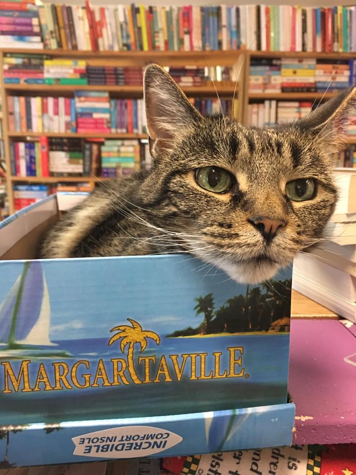 R&B Used Books
Grand Blanc, MI
#catboxsunday #bookstorecats