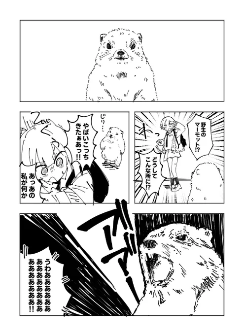 ひりきちゃんvs激昂マーモット 