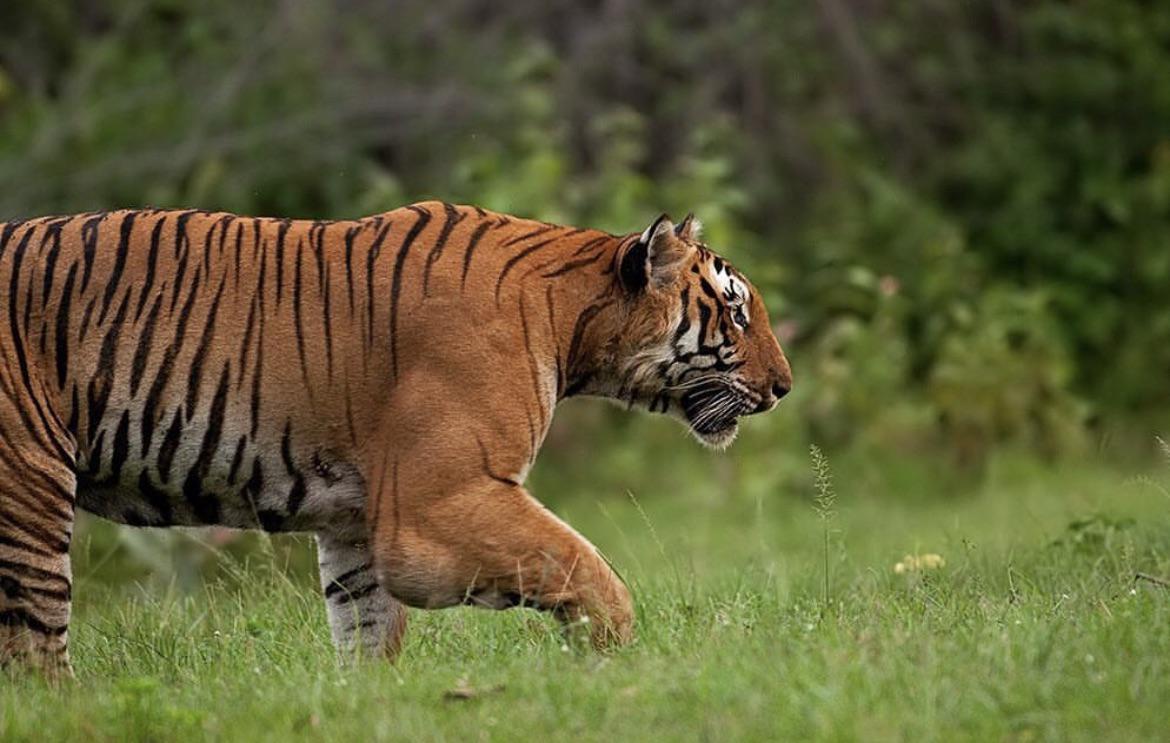 🔥 Ever seen a big cat with musculature like this? Throwback to this epic picture taken of Raja. 🔥