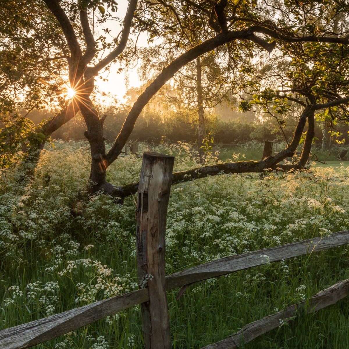 Golden hour when all is quiet and still. Photo: Justin Minns at Anglesey Abbey, Cambridgeshire #NationalTrust