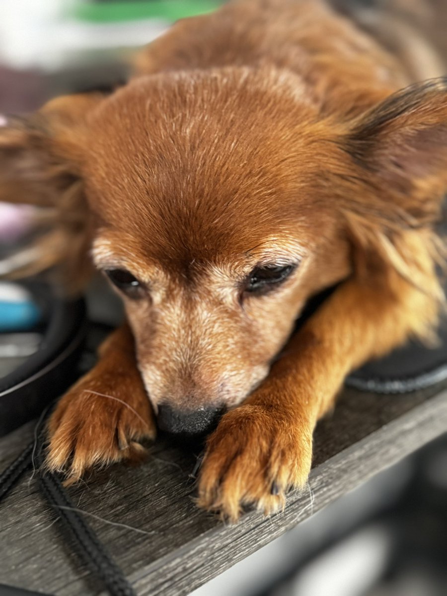 MILEANTOLINEZ's tweet photo. Hoy me dijeron en el vet que mi pequeña Melody 🐶tiene agua en sus pulmones y que su corazón no está funcionando como debe 😭, empezaré su tratamiento con el mismo amor que ella me ha dado durante estos 7 años e intentaré hacerla muy feliz los 20 años más que nos quedan por vivir https://t.co/U0yfDhDY9v