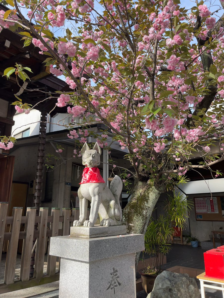 #御朱印巡り 20240415 
#飛木稲荷神社 
高木神社の至近だったのでこちらもお参りさせてもらいました
ちょうどぼんでん祭りの日でぼんでん祭の押印が頂けて、ぼんでん祭りの御朱印と、黄色のぼんでんを頂きました。牡丹桜がきれいでした。やっぱり桜詣の御朱印も頂いとけばよかった😂と後悔してる