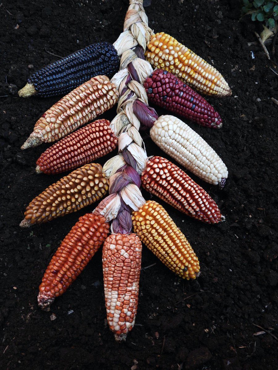 Semillas de Vida 🌽 tweet media