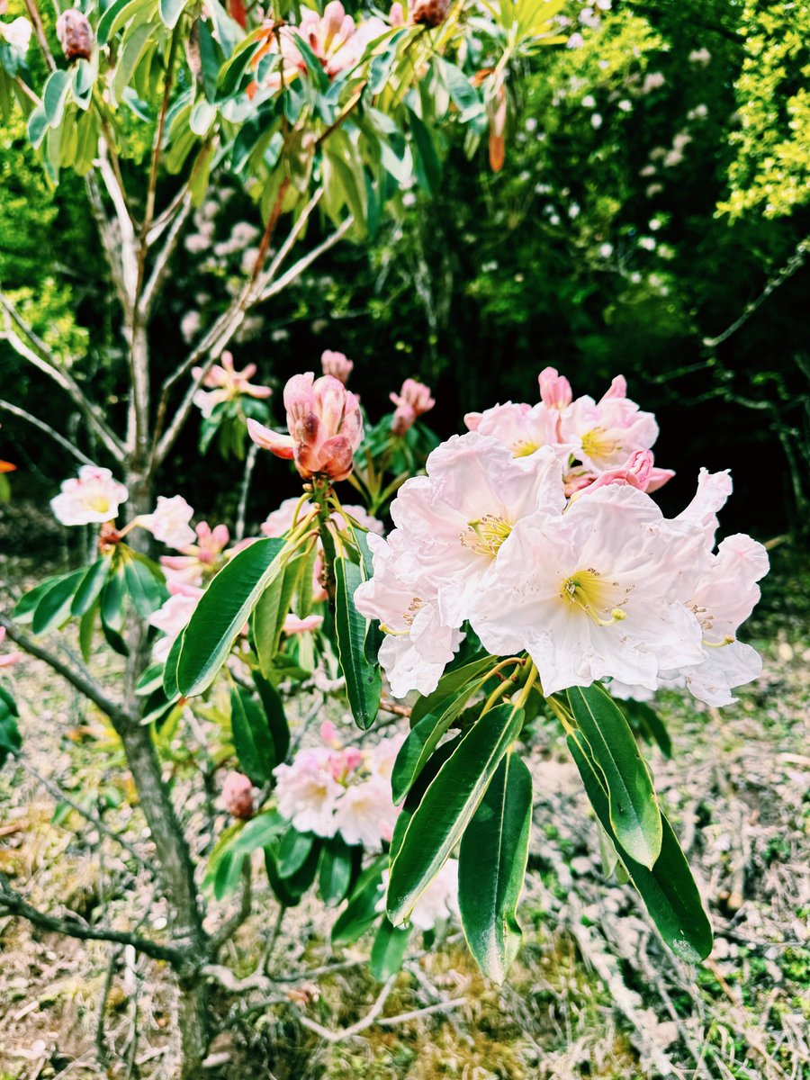 Trader米哥 🚀 tweet media