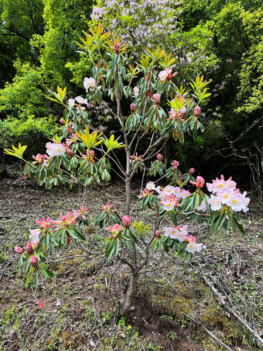 Trader米哥 🚀 tweet media