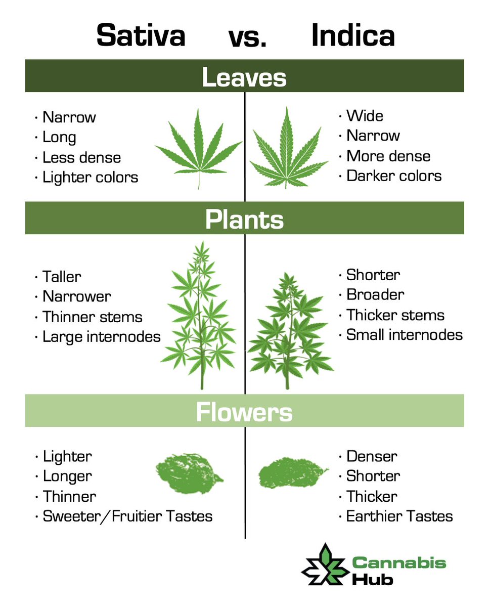 The main differences between the two major varieties of the plant #cannabiscommunity #cannabisculture #cannabisindustry