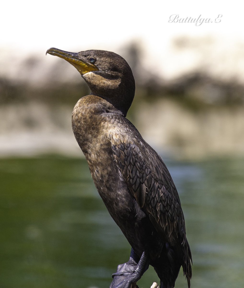 Усан биндэрьяа шиг нүдтэй нэгэн зүйл гогой. Манайхны бүргэд, харцагаар ан хийлгэдэг шиг Азиас Хятад, Япон, Европоос Англи, Франц, Грек, Америкаас Перуд гогойгоор загас бариулдаг уламжлал бий. Жижиг загас чөлөөтэй орохоор, том нь тээглэж үлдэхээр нарийн гогцоо хүзүүнд нь зүүдэг.