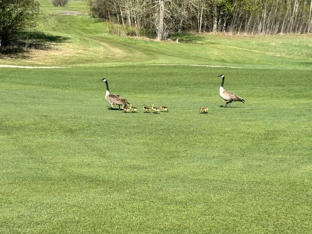 Beauty start to the May Long Weekend on the Links Course at #TheWolf 

#wolfmode