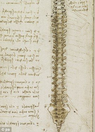 Leonardo da Vinci's drawing of human spine, 1452 and 1519.