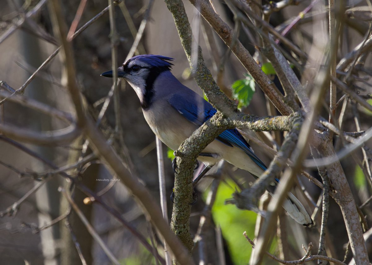 A blue jays in the evening light😊 #birds #birding #birdsinwild #birdphotography #Smile #twitterbirds #twitternaturecommunity #Canon #twitternaturephotography #IndiAves #Birdsoftwitter #Canonphotography #BirdTwitter #BirdsSeenIn2024 #Shotoncanon