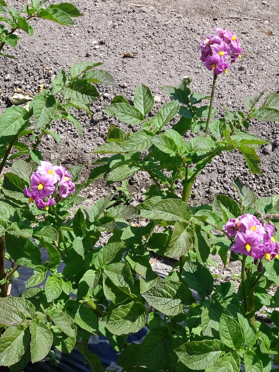 じゃがいもの花に言霊ねむりけり 　　　佐藤鬼房(1919〜2002岩手県)