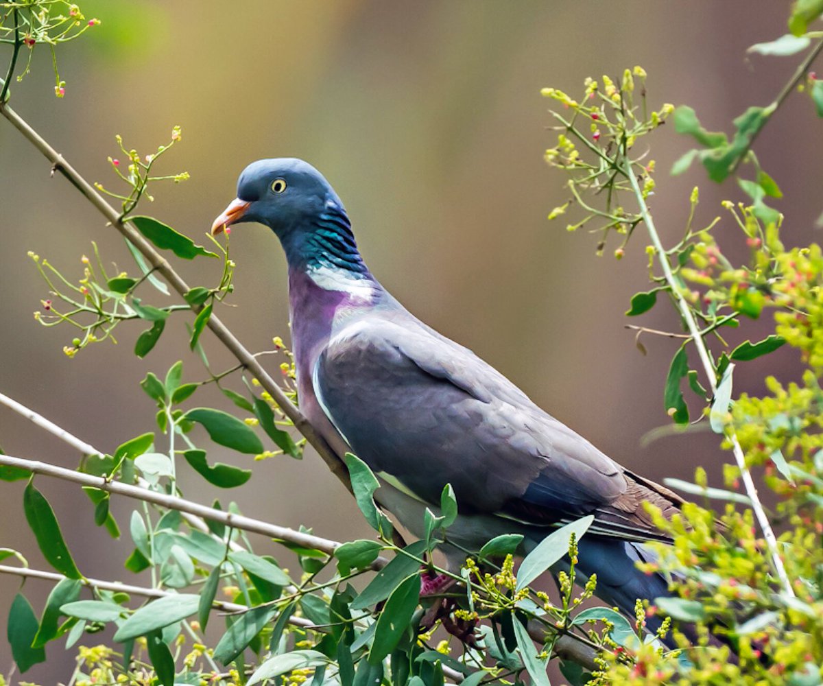 It’s called the Common Wood Pigeon but this bulky and beautiful pigeon is not really a common bird in the UAE and therefore, spotting it is always a joy. 
#BirdsOfUAE #MushrifParkDubai #WoodPigeon #BirdsSeenIn2024 #birdwatching #birdphotography #BBCWildlifePOTD #natgeoindia