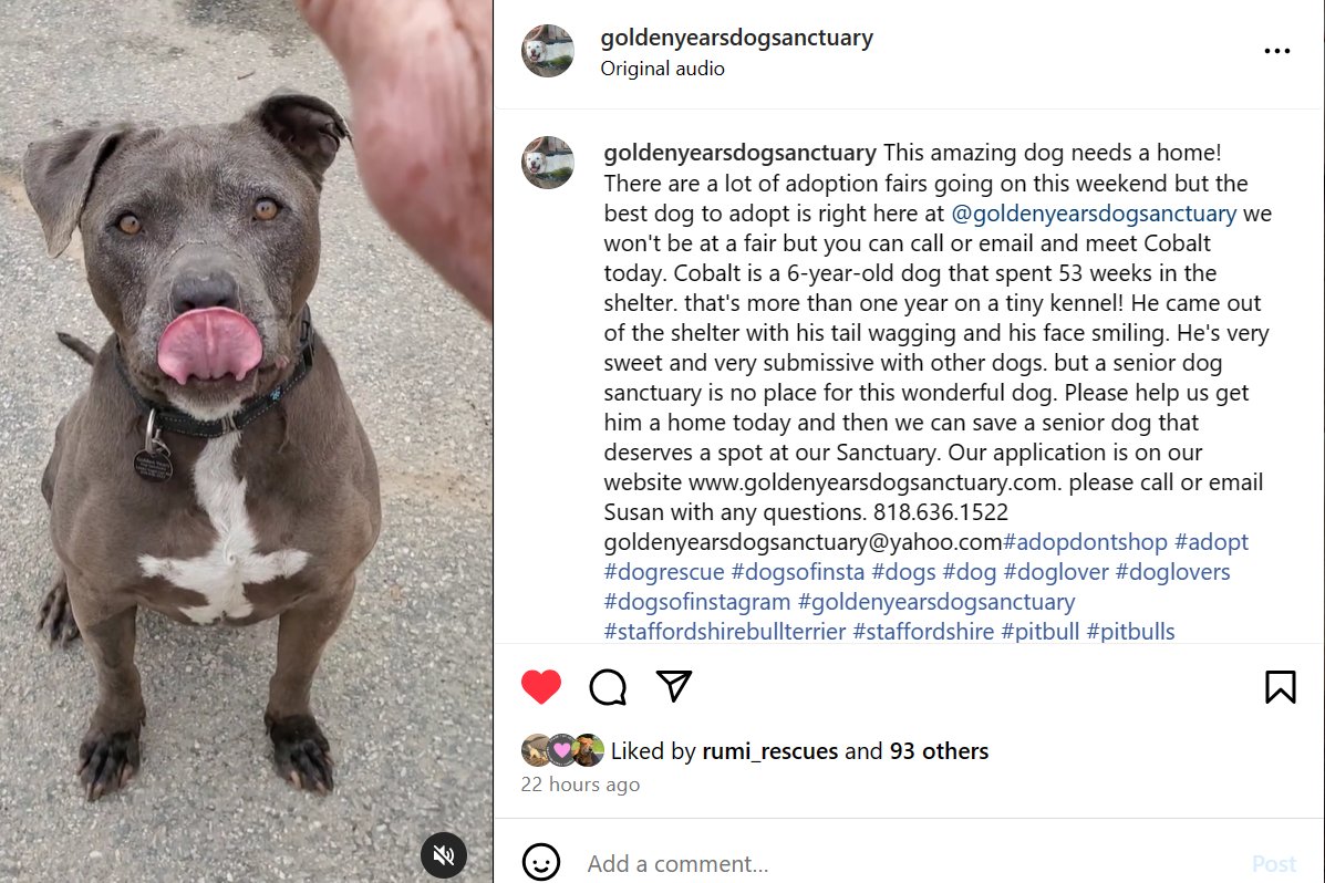 🐾💔🐾goldenyearsdogsanctuary.com always seems to have dogs at the sanctuary in need of new fosters. COBALT is younger than the normal Golden Years dog, with many good years ahead of him. Please text Susan ASAP if you can help🙏