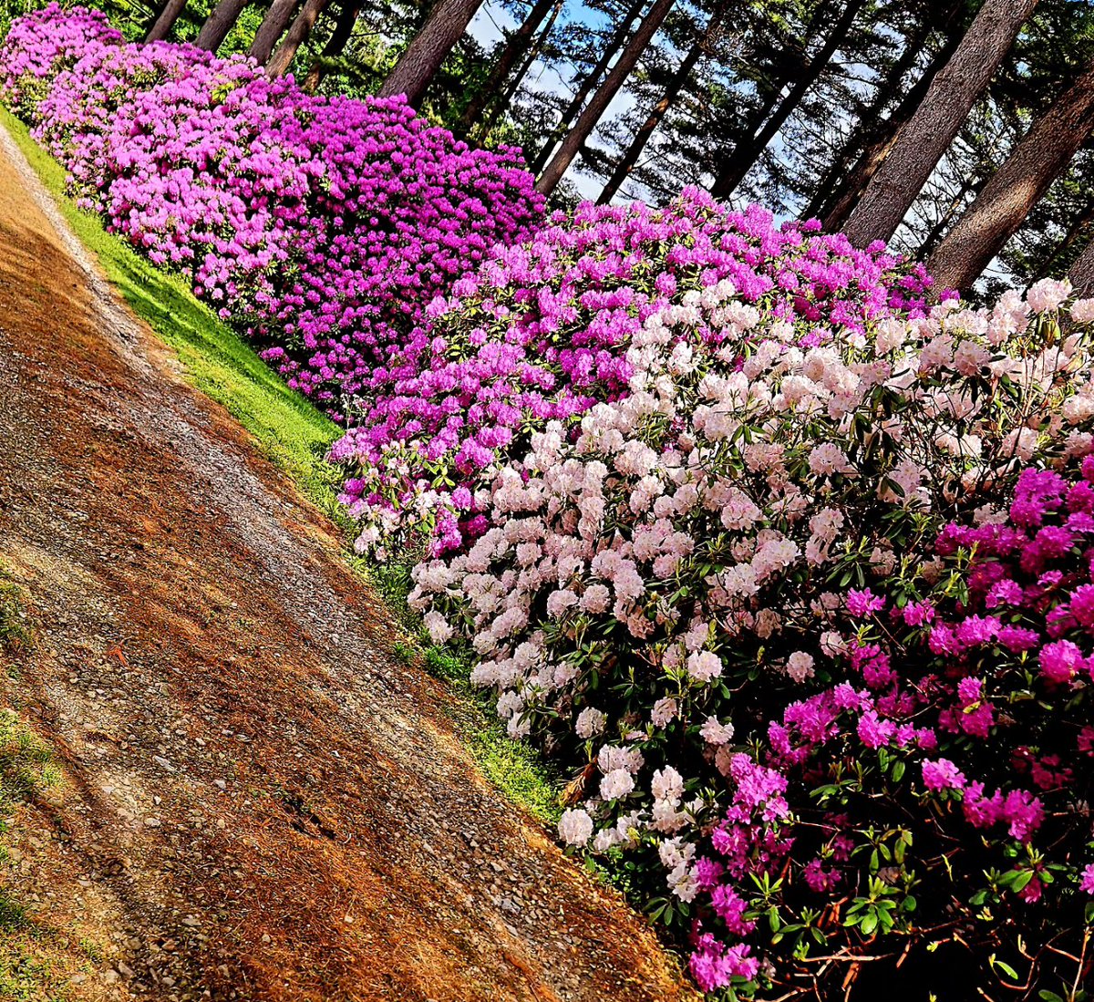The most majestic #rhododendron  in the #chagrinvalley #ChagrinFalls #SmallTownUSA