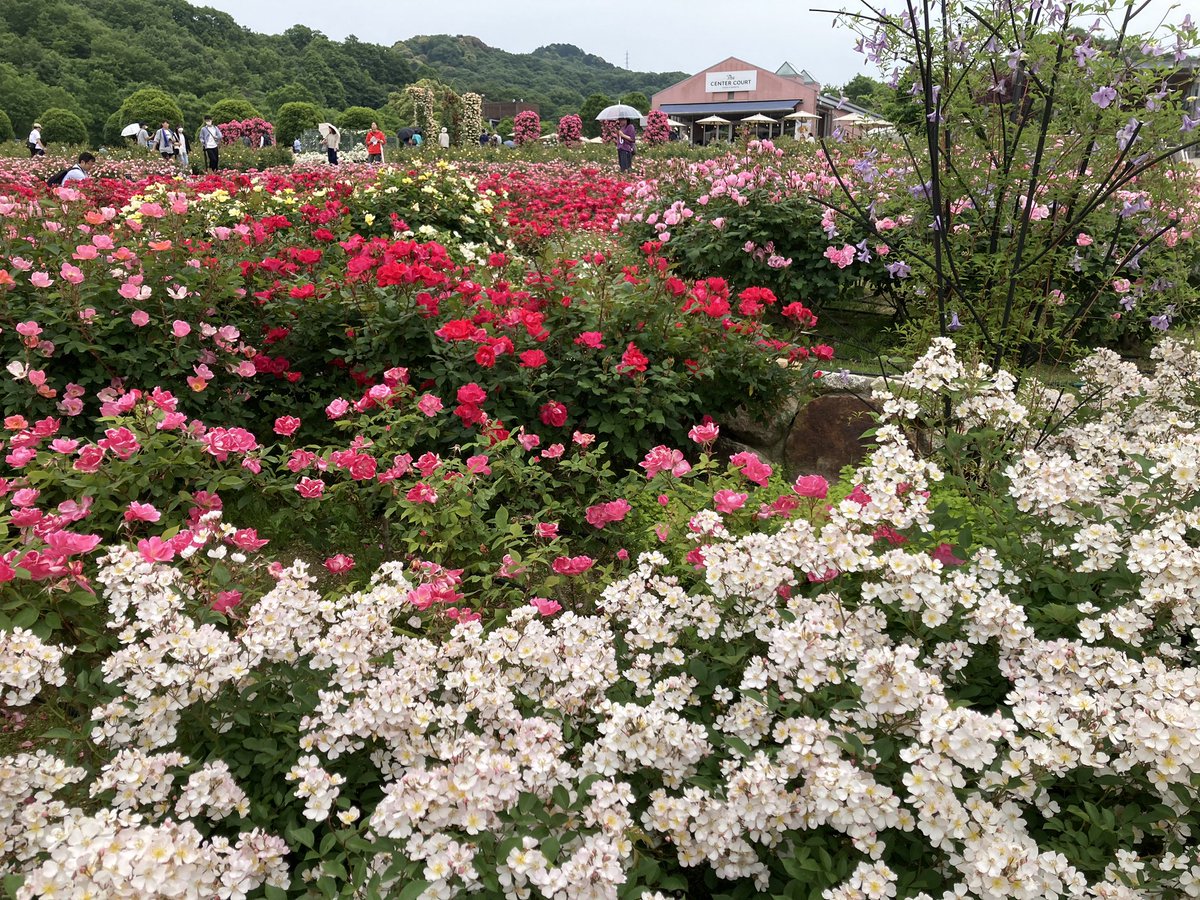 JF2LKG's tweet photo. ぎふ���ールド・ローズガーデン
バラが満開。 https://t.co/HsNvYmgKiP
