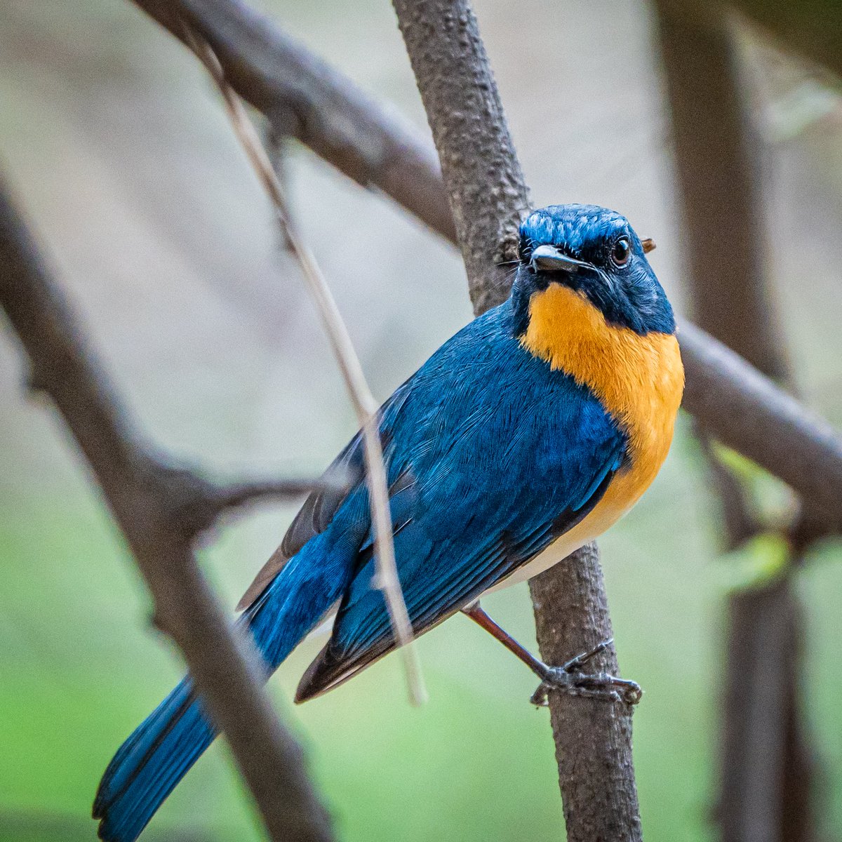 Tickell's Blue Flycatcher.. giving me the pose 😀📷💜 #photography ##ThePhotoHour #IndiAves #birdphotography #BirdsofIndia #birdwatching #BBCWildlifePOTD #twitternaturecommunity #photographylover #SonyAlpha #SonyA7iv #Hyderabad