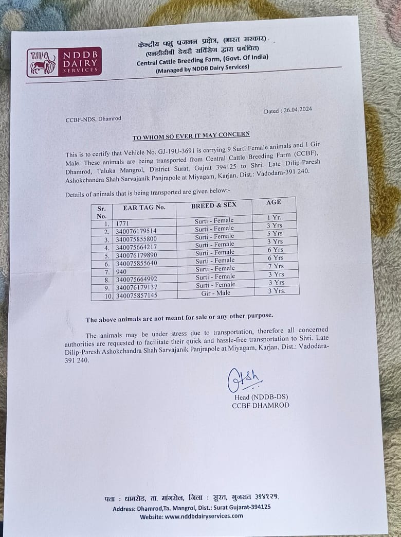 We seved 216 surti buffelos from govt.cettel farm and send to panjrapol 48 are small age of 3 months. Ashit Gandhi.