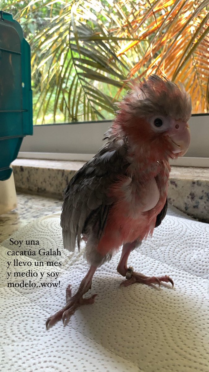aviariocosta's tweet photo. Hola, soy una cacatúa Galah, tengo un mes y medio y soy modelo..wow #aviariocosta https://t.co/f4F6KktsYy