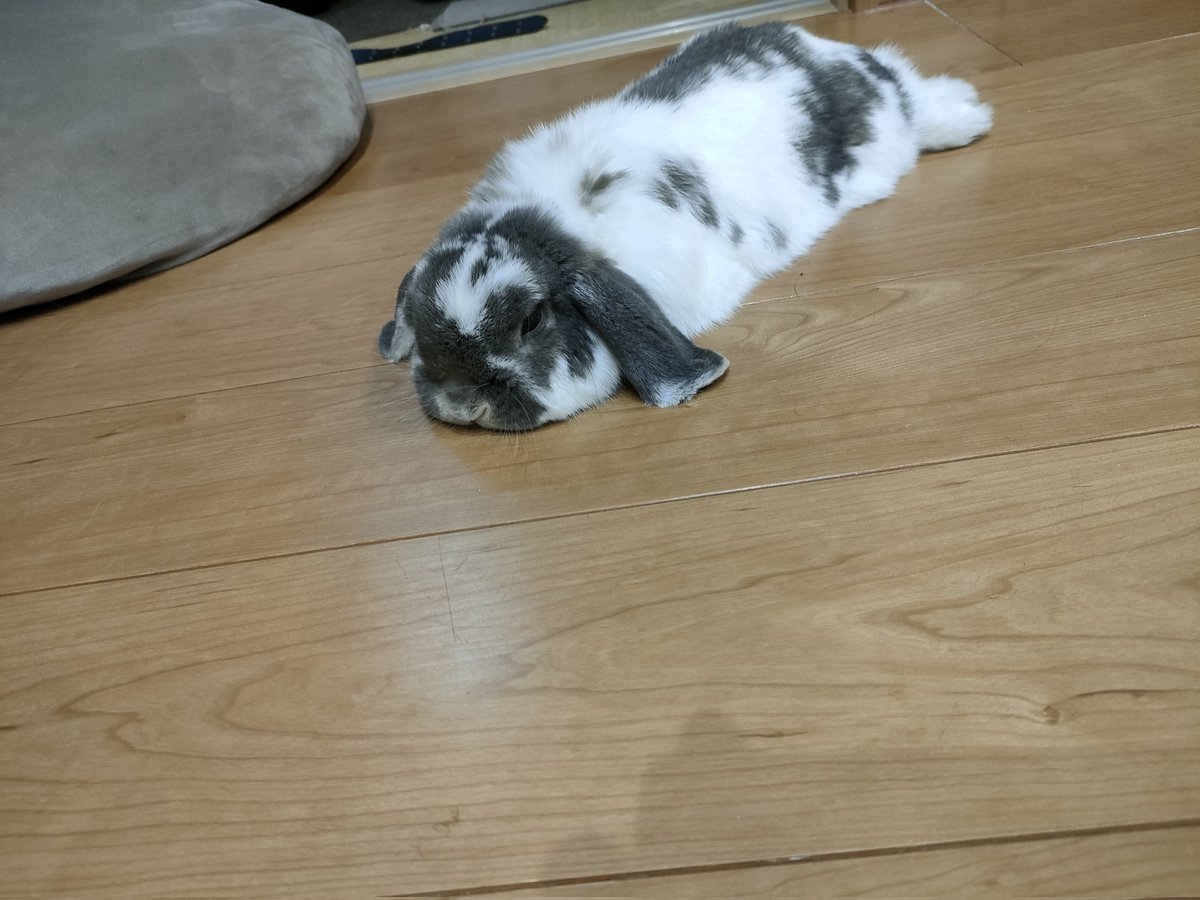 あ〜なんもやりたくないぁ〜い #うさぎ　#ホーランドロップ　#rabbit