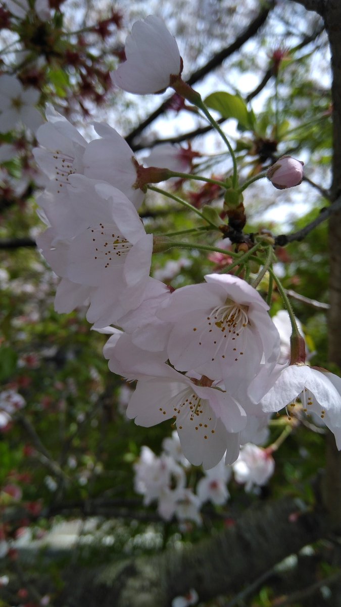 鼻詰まりってなんだっけ❓
そう思えるほど名所の桜はいい感じ🌸Vol.３０

ほら見てご覧💗💙𓂃 𓈒𓏸◌
ほんのりピンクの桜たちが
一ヶ所に集合しているよ
ふんわり優しくて香りも豊か
やっぱり君に似ているね😊🌸