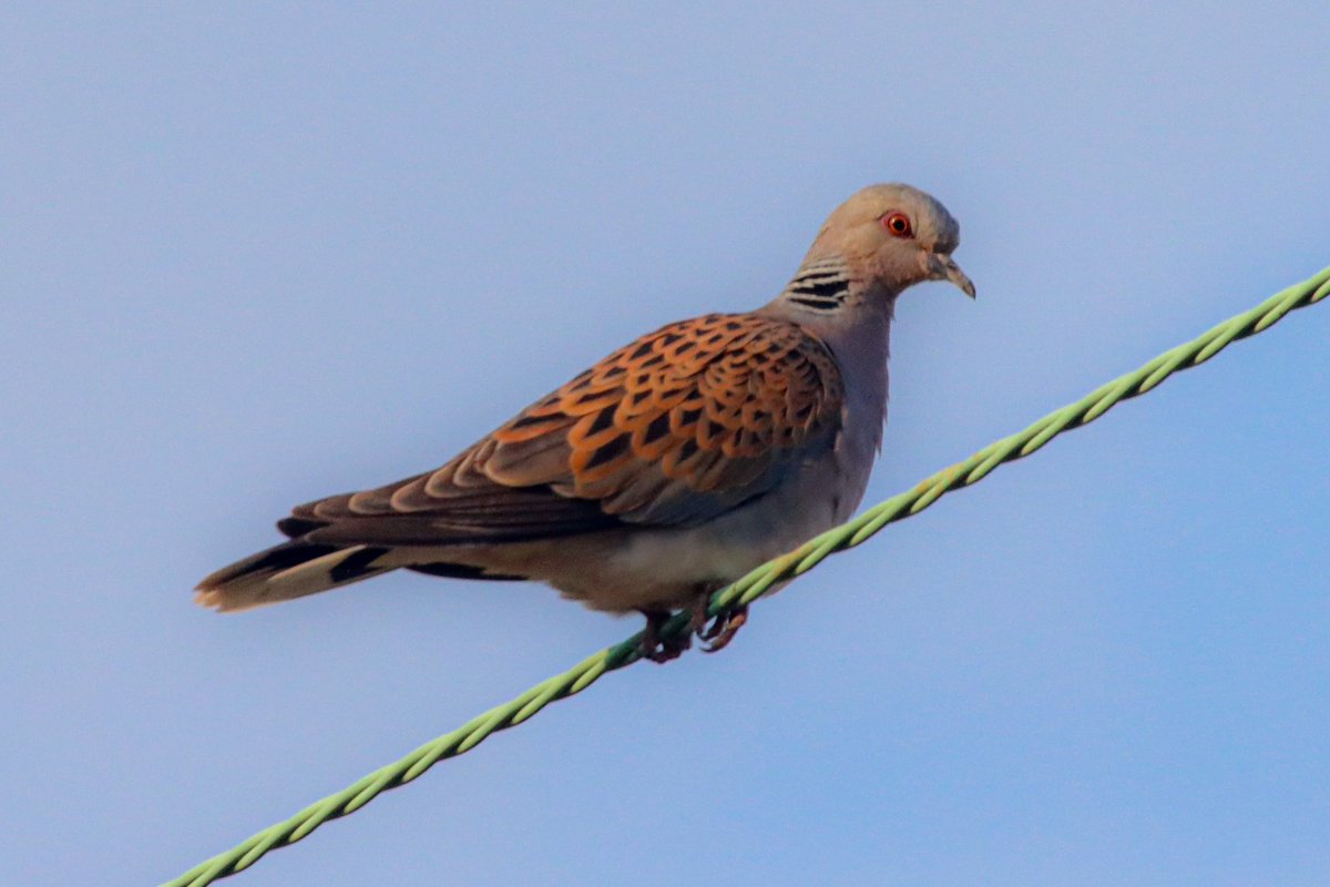 Nice to see the local turtledoves have returned @BTO_Suffolk