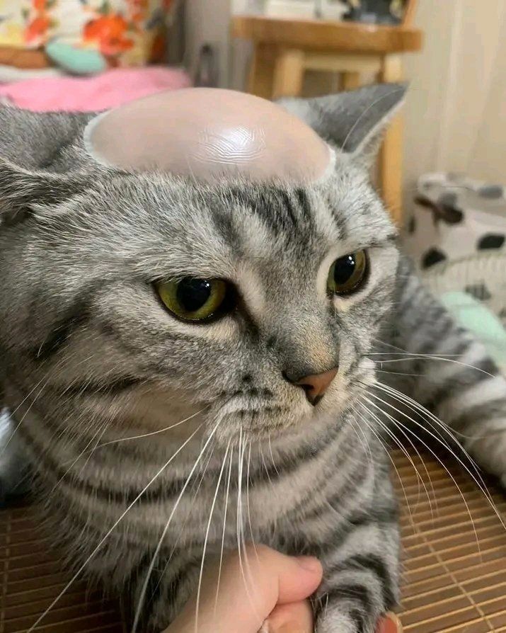 He's bald 💀