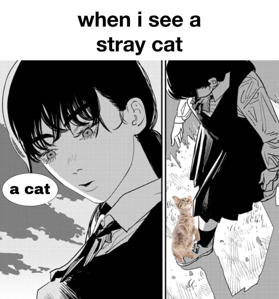Punch Cat tweet media