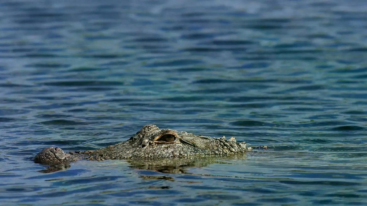 'Absolute dinosaur' alligator found on path kids take to school: sheriff newsweek.com/alligator-foun…