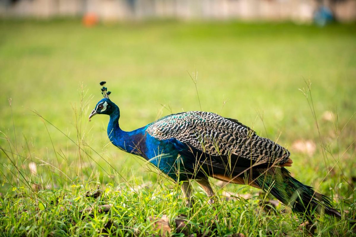 The unrivaled beauty and elegance of the peacock, a dazzling display of nature's artistry against the verdant backdrop of greenery.

#Peacock #Nature #IshaYogaCenter
