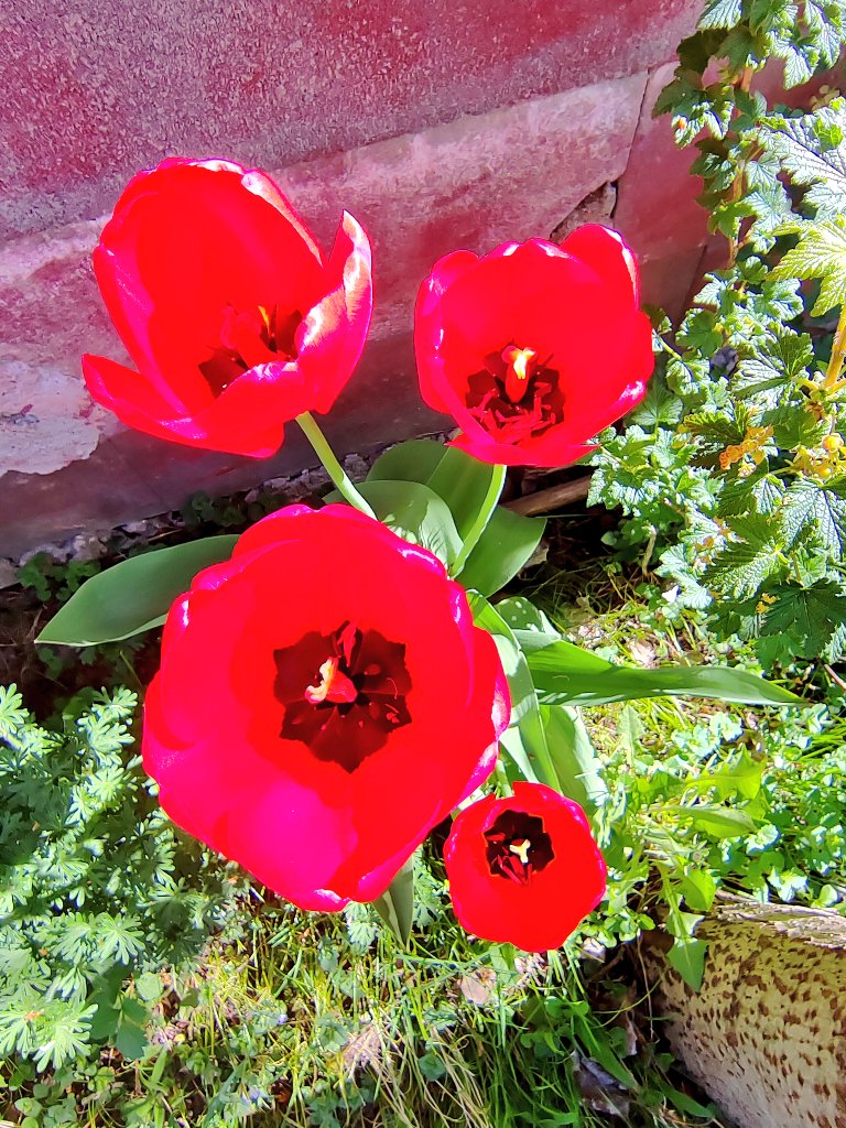 ElseKruskopf's tweet image. Hyvää huomenta. Kotipihan kukkijat: narsissi, lemmikki ja tulppaani💐 Jalo löysi aurinkoruudun. Muikkuja Prismasta. Kyllä taas kelpaa🐱Leppoisaa sunnuntaita ja kaatuneiden muistopäivää🇫🇮. #Finland🇫🇮 #Helsinki #mayflowers #Catsoftwitter #Jalo #StandWithUkraine️💛💙🇺🇦