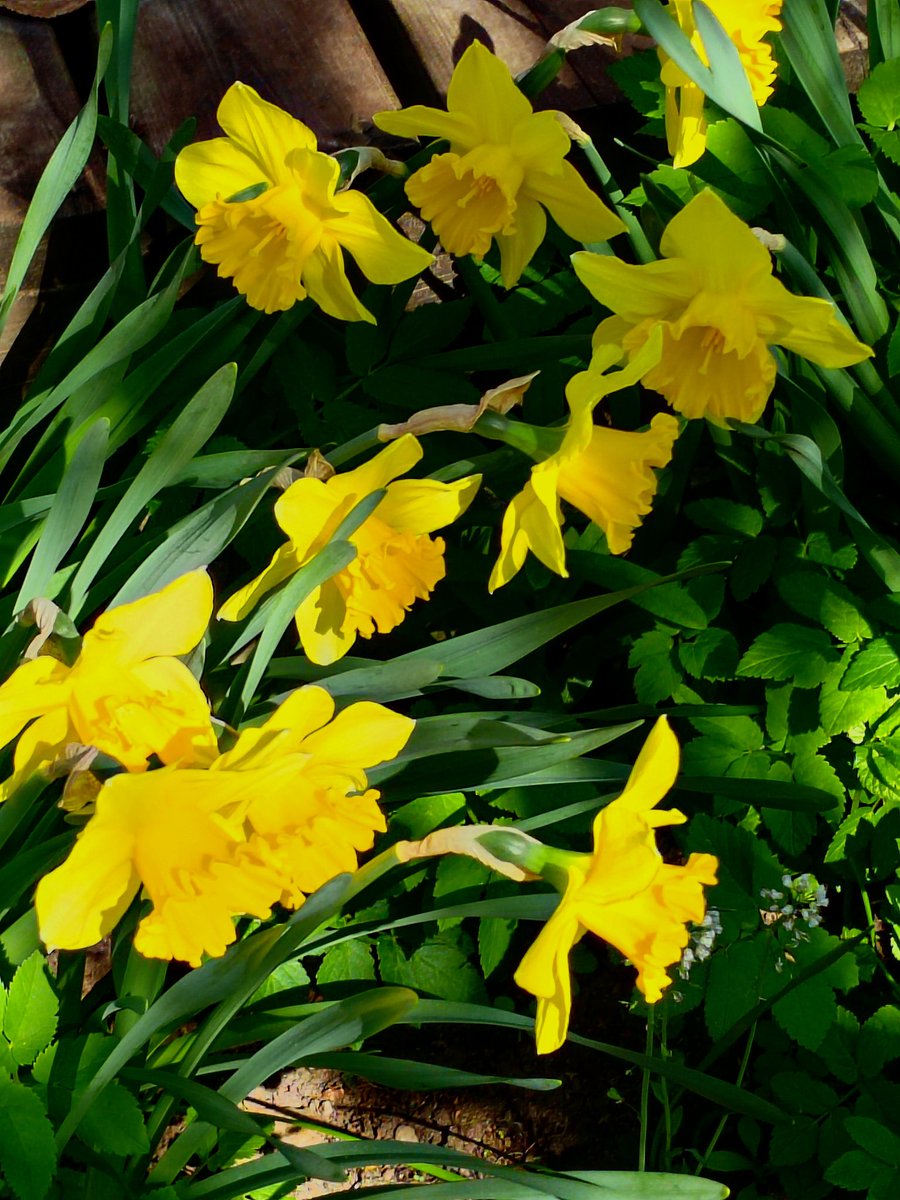 ElseKruskopf's tweet image. Hyvää huomenta. Kotipihan kukkijat: narsissi, lemmikki ja tulppaani💐 Jalo löysi aurinkoruudun. Muikkuja Prismasta. Kyllä taas kelpaa🐱Leppoisaa sunnuntaita ja kaatuneiden muistopäivää🇫🇮. #Finland🇫🇮 #Helsinki #mayflowers #Catsoftwitter #Jalo #StandWithUkraine️💛💙🇺🇦