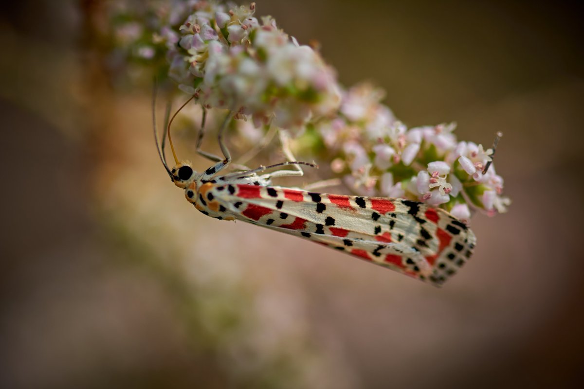 Utetheisa pulchella, the crimson-speckled flunkey, crimson-speckled footman, or crimson-speckled moth, is a moth of the family Erebidae. 🦋 Jahra | Kuwait #Utetheisapulchella #Utetheisa #earthpix #bownaankamal #kuwaitwildlife #asianwildlife #entomology #wildlifeofkuwait