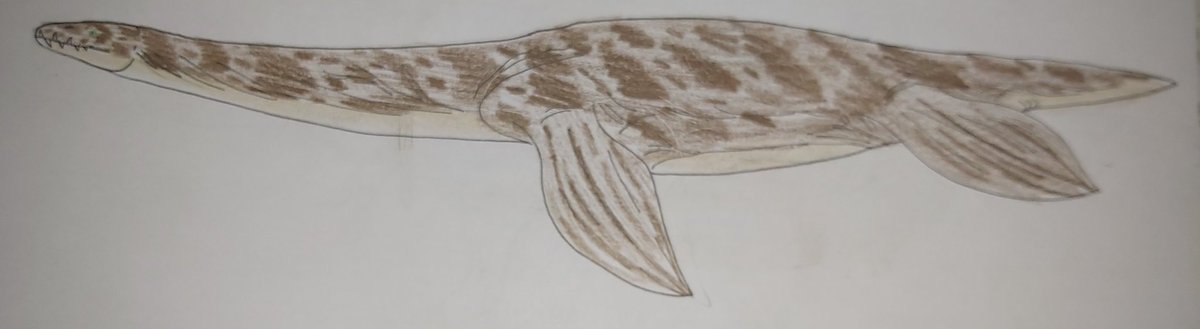 Jurassic_Fan20's tweet photo. WWD accurate drawings series
Cryptoclidus eurymerus
(References below)
#drawing #paleoart #reptile #Cryptoclidus #Sauropterygia #plesiosauria #cryptoclidinae #cryptoclididae https://t.co/ia8P8x9fLO