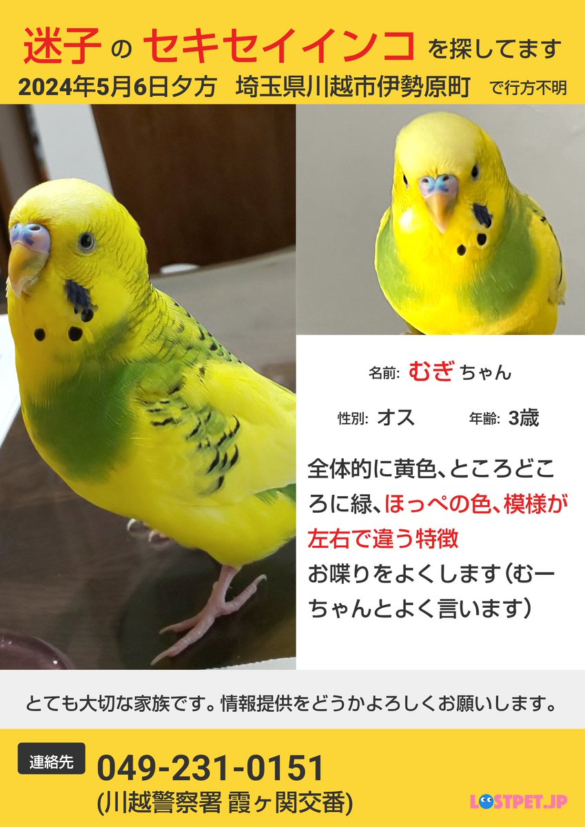 riocoaya's tweet photo. むーちゃんが居なくなってから明日で2週間
どなたか、親切な方に保護して頂いて、おなかいっぱいごはんを食べられて、元気でいてくれていることを願っています

そして、また家族のもとに戻ってきてくれる日が来ますように

むーちゃんに会いたい…

#セキセイインコ　#迷子　#保護　#川越　#埼玉　#鳥 https://t.co/cL36zZl5Yz