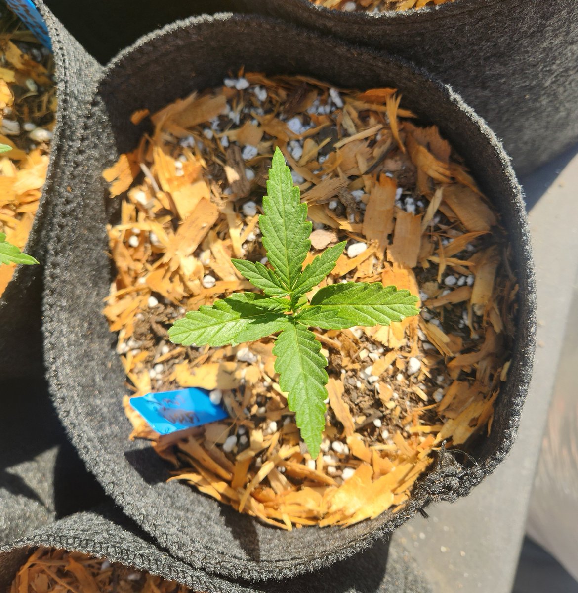 The Greencrack loved being planted directly in the soil💚, eating up all the nutes🤘by @SeedsmanSeeds this one's going to be gorgeous 💯#growyourown #cannabis #CannabisCommunity #cannabisgrower #cannabislife