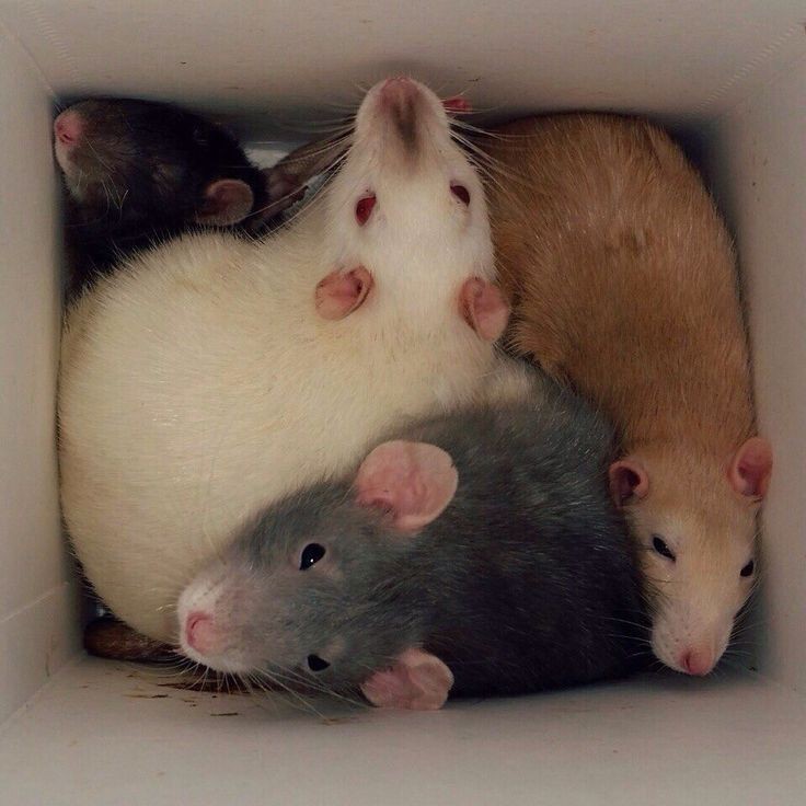 venuslovesrats's tweet image. you have been blessed with a box of rats. will you accept?