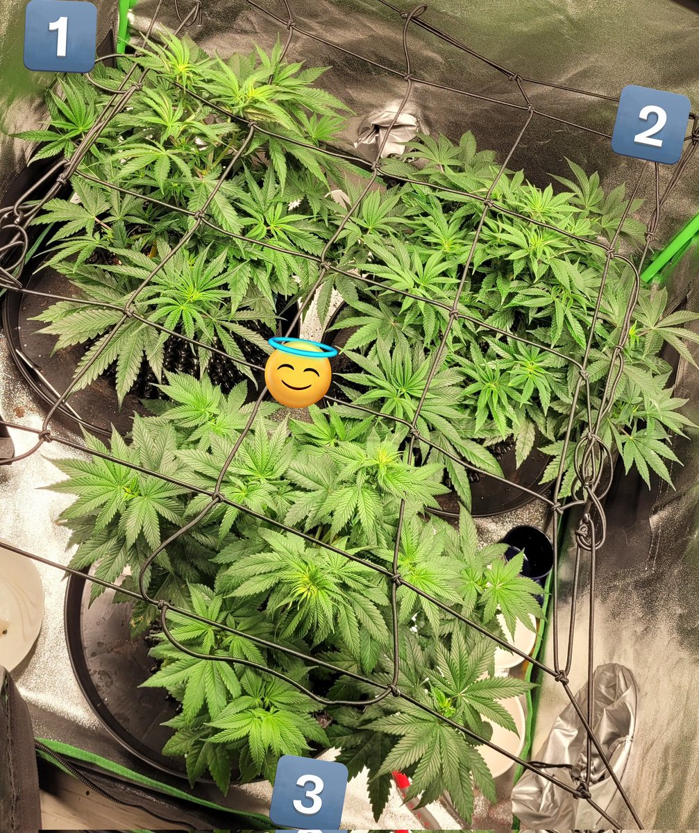 Das war vor etwa 3 Tagen (Tag 42) 💚
1 #SuperSilverHaze <a href="/greenhouseseeds/">Green House Seed Co</a> 
2 #SuperLemonHaze <a href="/greenhouseseeds/">Green House Seed Co</a> 
3. #ArjansStrawBerryHaze  <a href="/arjangreenhouse/">Arjan Strain Hunter</a> / <a href="/greenhouseseeds/">Green House Seed Co</a> 
#Haze #cannabis #weed #homegrowe #day42 #happy