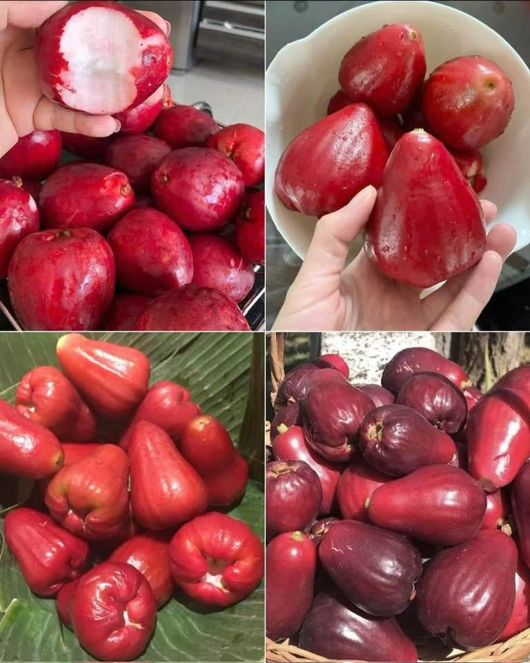 XsyLocke's tweet image. Mountain apples are juicy, crunchy, and slightly tart. They look like tiny pears but taste like a mix of apples and watermelon. Native to Hawaii, they're packed with vitamin C and make a refreshing snack on a hot day. #MountainApples #Hawaii #living808