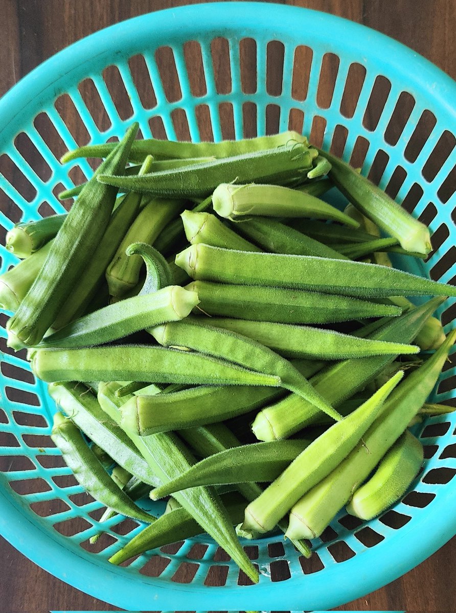 Fresh from our Kitchen Garden. Friends are most welcome 🤗
#kitchengardening
#ladysfingers
#okra
#organicgardening
#okrafarming
#Sunday
#sundayfunday
#sundayvibes 
@mcu_bhopal