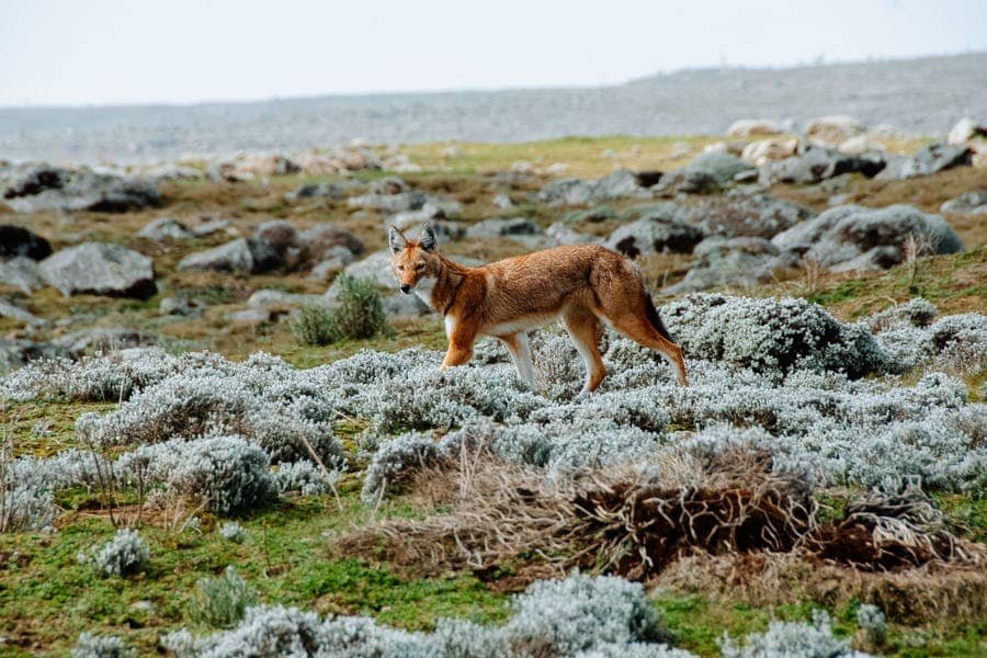 Discover Ethiopia's Wildlife Marvels! Unveil the beauty of @visiteth251's Projects, where wildlife expeditions thrive! facebook.com/Visiteth251/po… #EthiopianWildlife #RareSpecies #ConservationWins #BirdWatching #EthiopianAdventures #Ethiopianwildlife #VisitEthiopia