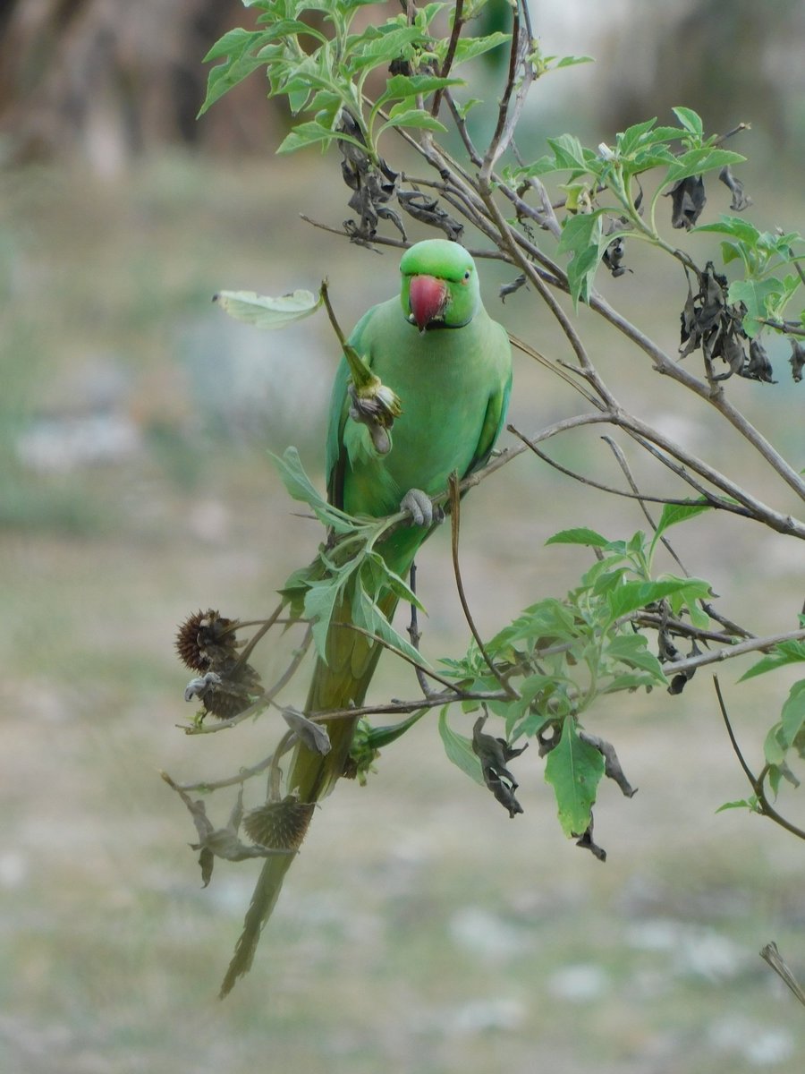 Rose ringed parakeet 
#TwitterNatureCommunity #IndiAves #NaturePhotography #BBCWildlifePOTD #NatureBeauty #BirdsOfTwitter #Birds2024